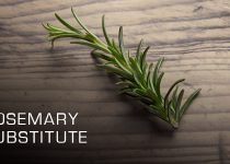 Rosemary-Substitute