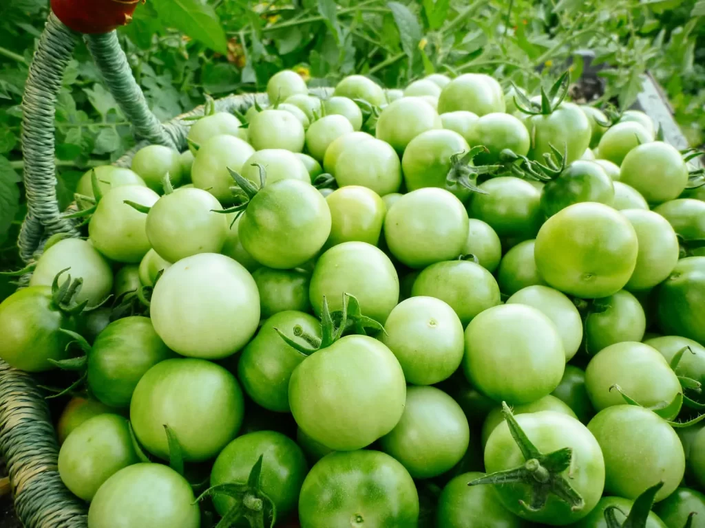 green tomatoes image