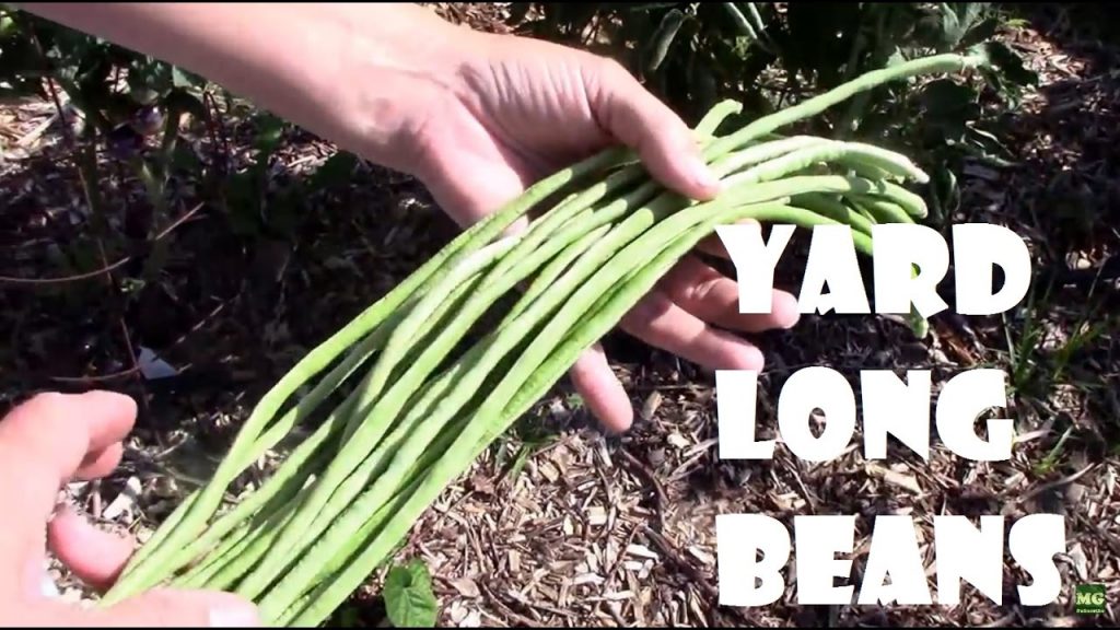 long yard beans
