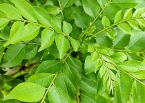 Curry-Leaf-Plant image