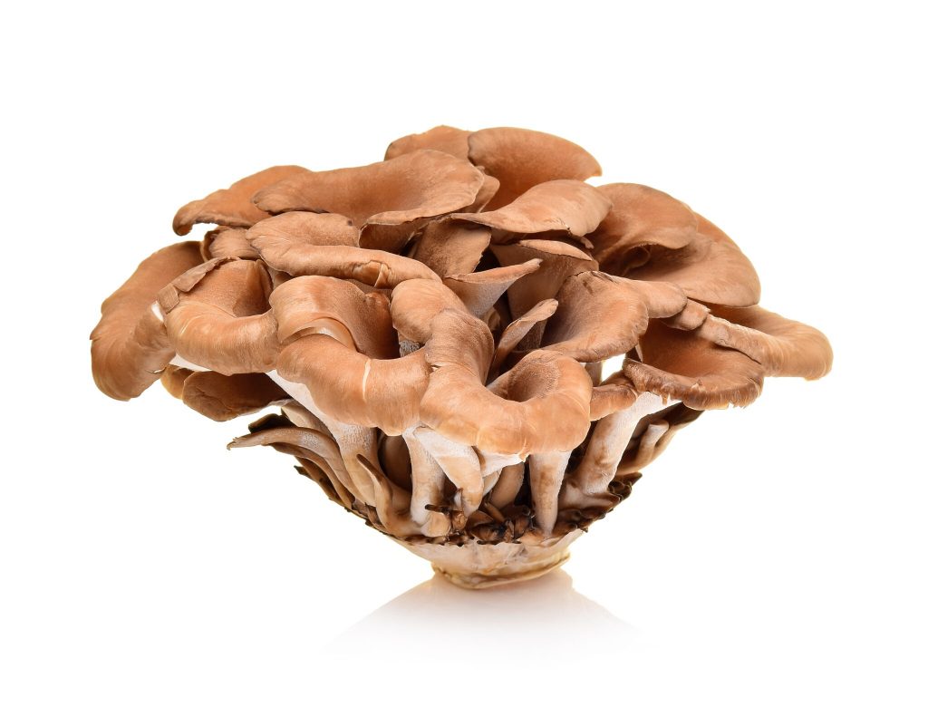 maitake-mushroom
