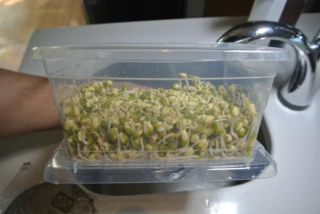 bean sprouts in box for freezing-cookingthursday.com