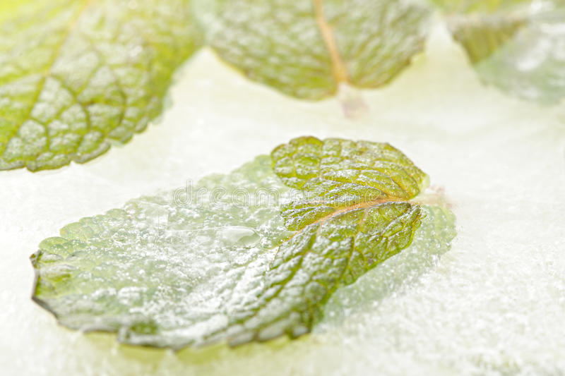 frozen mint leaves image-cookingthursday.com