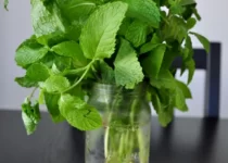 mint leaves-cookingthursday.com